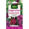 Image de Graines - Vilmorin - Giroflée dHiver de Nice Variée