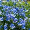 Image de Graines - Vilmorin - Lin Bleu
