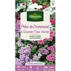Image de Graines - Vilmorin - Phlox de Drummond à Grande Fleur Varié