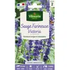 Image de Graines - Vilmorin - Sauge Victoria