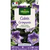 Image de Graines - Vilmorin - Cobée Grimpante