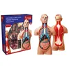 Image de Permanent Mixte Bte/Explora Anatomie Torse Humain en occasion ou reconditionné