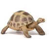 Image de Tortue dHermann