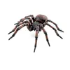 Image de Papo - Figurine araignée commune