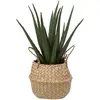 Image de Aloe Vera Artificiel Pot Roseau H40cm - Atmosphera