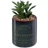 Image de Plante Artificielle Bota Noir H10cm - Atmosphera