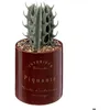 Image de Plante artificielle Bota marron H10cm - Atmosphera Créateur dintérieur