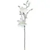 Image de Branche Magnolia Blanc H66cm - Atmosphera Créateur D'intérieur