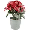 Image de Branche Poinsettia Paillettes Pot H 22 Cm - Feeric Lights & Christmas