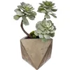 Image de Plante grasse - ATMOSPHERA - Géométrique - Pot en ciment - Intérieur - H30 cm