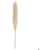 Image de 3 fleurs séchées Pampa naturelle H110cm - Atmosphera createur dinterieur - Ivoire