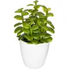 Image de Plante Succulente Cactus H18cm - Modèle F - Atmosphera