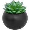 Image de Plante Grasse En Pot H13 - Modèle H/noir - Atmosphera