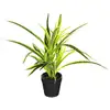 Image de Plante Artificielle Pot Ciment H30cm - Modèle A - Atmosphera