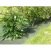 Image de Toile de Paillage Tissée - 1.05 m x 100 m - Vert