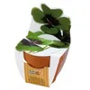 Image de RADIS ET CAPUCINE - Kit trèfle à 4 feuilles