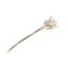 Image de BOUQUET 25 TIGES LAGURUS SÉCHÉS 50-60CM BLANC