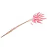 Image de BOUQUET 25 TIGES LAGURUS SÉCHÉS 50-60CM ROSE