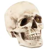 Image de Crâne en résine 21 cm - Blanc