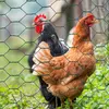 Image de IDMARKET Grillage pour poules vert 1x25M maille 25mm triple torsion clôture souple jardin animaux