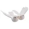 Image de Deux Colombe et Alliances