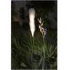 Image de Décoration Lumineuse - Galix - G4515 - Energie Solaire : Plumeau