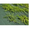 Image de Toile de paillage - Vert - 130gr/m² Vert 1.65m x 100m