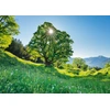 Image de Schmidt Puzzle Érable Sycomore Soleil St. Gallen Suisse 1000 Pièces