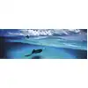 Image de Heye Puzzle Stingray Panorama - Puzzle 1000 Pièces En Carton