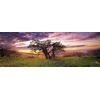 Image de Heye Puzzle Oak Tree 2000 Panorama