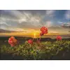 Image de Heye Puzzle Cloudberries 1000 Pièces - Puzzle Paysage