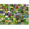 Image de Ravensburger Puzzle 99 Herbes Et Épices - 1000 Pièces