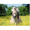 Image de Ravensburger Puzzle Cheval Paysage 500 Pièces Pour Adultes
