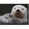 Image de Ravensburger Puzzle Petit Loutre Mignon - 500 Pièces