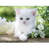 Image de Ravensburger Puzzle Chaton Blanc - 1500 Pièces Puzzle Animaux