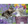 Image de Nathan Puzzle 1000 P - Bisous De Chatons