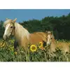 Image de Ravensburger Puzzle 200 P Xxl - Mon Cheval