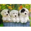 Image de Ravensburger Puzzle Chiots Adorables - Puzzle - 200 Pièces Xxl Chiens