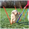 Image de Slalom agility trixie tr-3206 12 barres 115 cm orange bleu plastique 3206
