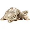 Image de Déco tortue 26cm dorée Kare Design