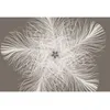Image de Papier Peint Feather 368 X 248 Cm Xxl4-006 Komar