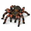 Image de Figurine mygale - SCHLEICH - Schleich Wild Life - Modèle 14829 - Jeu pédagogique - Animal sauvage - Mygale