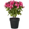 Image de Plante artificielle novella 36 cm rose