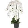 Image de Plante Artificielle Orchid 65 Cm Blanc