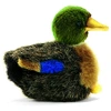 Image de Peluche Canard Colvert 12cm