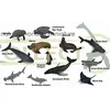 Image de Figurine - COLLECTA - Mini Mer Animaux - Multicolore - Réaliste - Pour Enfants à partir de 3 ans