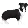 Image de Chien Border Collie