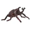 Image de Insecte - Scarabee nasicorne