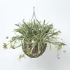 Image de Panier à suspendre Plante artificielle Chlorophytum
