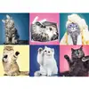 Image de Trefl Puzzle Chats - 500 Pièces Puzzle Animaux Pour Enfants Et Adultes